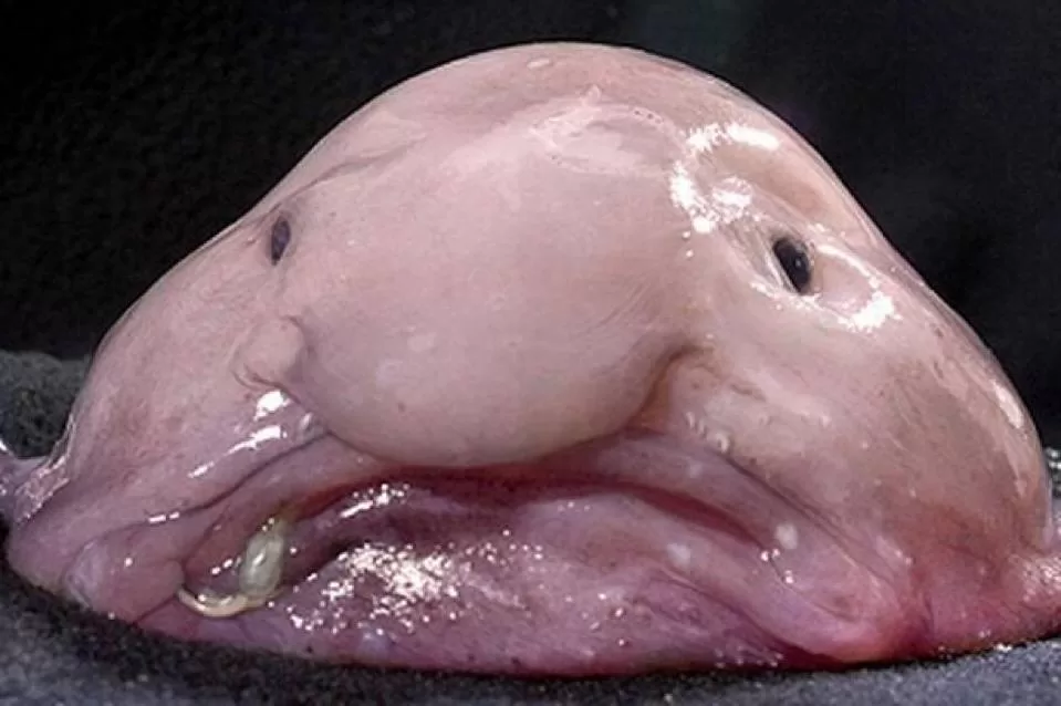 Damla balığı (Blobfish)